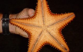 an image of a large bright orange starfish, found on the Belize Desert Island Venture