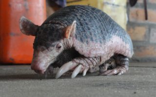 an image of a tiny, baby armadillo found during a recent Ranch Venture with Bushmasters