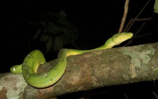 an image of a green snake slithering around a tree branch