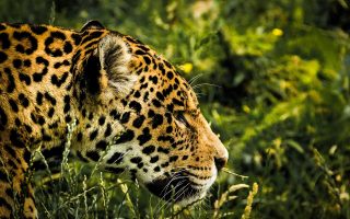 An image of a jaguar in the jungle, walking through the long grass