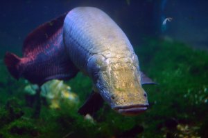 An underwater picture of an arapaima head on