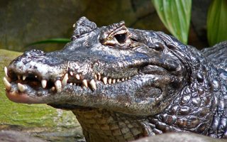 Picture of a black caiman, an animal that may be encountered on a jungle survival course