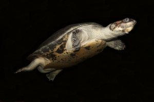 Picture of a giant river turtle