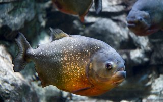 Picture of a piranha, one of the rivers' inhabitants while on a jungle survival trip