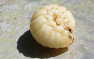 An image of a grub, one of the key food sources for jungle survival
