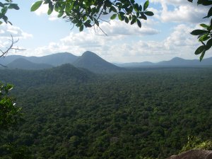 Image of the jungle treetops of Guyana