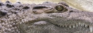 Close up image of a crocodile