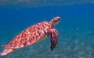 Image of a sea turtle in Belize